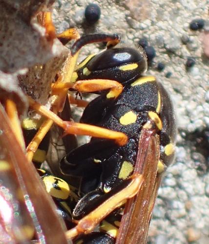 Polistes sp.
